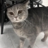 Lülü 3 yaşında, dişi,kısır,chipli(Eşyalı sahiplendirme) fotoğraf