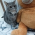 Lülü 3 yaşında, dişi,kısır,chipli(Eşyalı sahiplendirme) fotoğraf