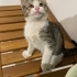 Erkek güzeli,uyumlu,sakin ve oyuncu fotoğraf