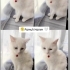 Prenses yuva arıyoruz fotoğraf