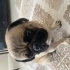 ÜCRETSİZ SAHİPLENDİRİLECEKTİR  köpeğimin kimliği ve çipi vardır fotoğraf