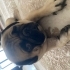 ÜCRETSİZ SAHİPLENDİRİLECEKTİR  köpeğimin kimliği ve çipi vardır fotoğraf