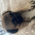 ÜCRETSİZ SAHİPLENDİRİLECEKTİR  köpeğimin kimliği ve çipi vardır fotoğraf