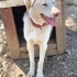ACil YUVA ARIYOR, KORUMA KÖPEĞİ OLABİLİR fotoğraf