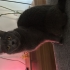 Kısırlaştırılmış British Shorthair Sahiplendirme fotoğraf