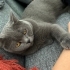 Kısırlaştırılmış British Shorthair Sahiplendirme fotoğraf