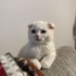 Pamuk Prensesimiz Layla İçin Yuva Arıyoruz fotoğraf