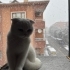 Pamuk Prensesimiz Layla İçin Yuva Arıyoruz fotoğraf