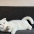 Pamuk Prensesimiz Layla İçin Yuva Arıyoruz fotoğraf