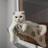 Pamuk Prensesimiz Layla İçin Yuva Arıyoruz fotoğraf