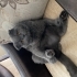 Ücretsiz scottish fold fotoğraf