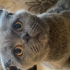 Ücretsiz scottish fold fotoğraf