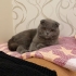 Ücretsiz scottish fold fotoğraf