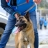 Genç ve Güzel Malinois Kırması Ceku'muz Yuvasını Arıyor fotoğraf