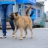 Genç ve Güzel Malinois Kırması Ceku'muz Yuvasını Arıyor fotoğraf