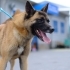Genç ve Güzel Malinois Kırması Ceku'muz Yuvasını Arıyor fotoğraf
