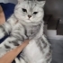 Acil yuva aranıyor fotoğraf