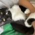 Büyük kedim çok dövüyor zorluk çekiyorum acilen yeni aile lazım fotoğraf