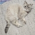 Anne ve kızına yuva aranıyor fotoğraf