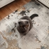 Sahipsiz Bir Cins Kedi fotoğraf