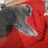 Sahipsiz Bir Cins Kedi fotoğraf