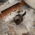 Sahipsiz Bir Cins Kedi fotoğraf