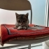 Annesiz kalmis ,sevgi dolu minigimiz fotoğraf