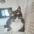 Çok acil yuva arıyoruz fotoğraf