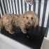 Poodle kaniş karması yuva arıyor fotoğraf