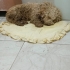 Poodle kaniş karması yuva arıyor fotoğraf