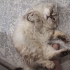 ACİL YUVA ARIYORUM fotoğraf
