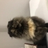 Lola 2 yaşında scotthishfold longhair fotoğraf