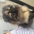 Lola 2 yaşında scotthishfold longhair fotoğraf