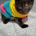ÇİKOLATA ŞANS KEDİSİ BRİTİSH KIRMASI DİŞİ BEBEK YUVA ARIYOR🤎 fotoğraf