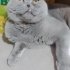TERK EDİLMİŞ ERKEK KISIR fotoğraf