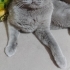 TERK EDİLMİŞ ERKEK KISIR fotoğraf