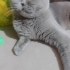 TERK EDİLMİŞ ERKEK KISIR fotoğraf