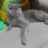 TERK EDİLMİŞ ERKEK KISIR fotoğraf