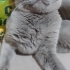 TERK EDİLMİŞ ERKEK KISIR fotoğraf
