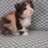 Minik Calico Prensese Yuva Arıyoruz /ENGELLİ CANLARA ÖNCELİK. fotoğraf