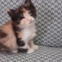 Minik Calico Prensese Yuva Arıyoruz /ENGELLİ CANLARA ÖNCELİK. fotoğraf