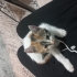 2 aylık yavru uysal calico fotoğraf
