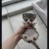Ömürlük yuvasını arıyor fotoğraf