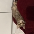 Charlie el kadar bebek yuva arıyor fotoğraf