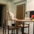 Prenses kızım bella uysal ve sakin bir kedi fotoğraf