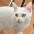 Pamuk için yuvanizi açar mısınız fotoğraf