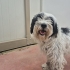 YAKLAŞIK 2.5 YAŞLARINDA MALTİPOO fotoğraf