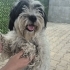 YAKLAŞIK 2.5 YAŞLARINDA MALTİPOO fotoğraf