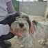 YAKLAŞIK 2.5 YAŞLARINDA MALTİPOO fotoğraf