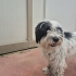 YAKLAŞIK 2.5 YAŞLARINDA MALTİPOO fotoğraf